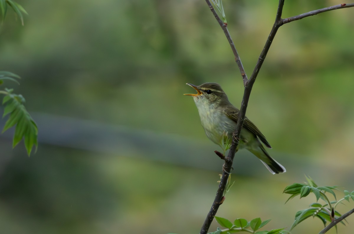 Japanese Leaf Warbler - ML620787250