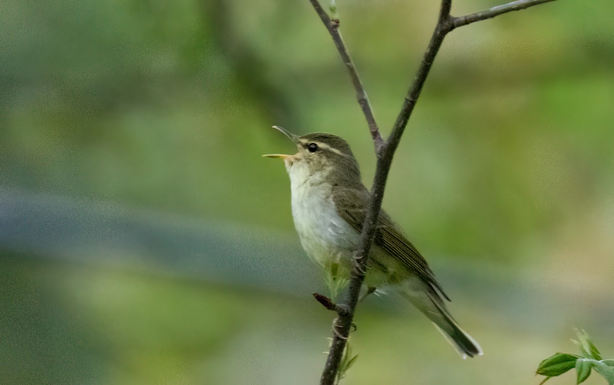 Japanese Leaf Warbler - ML620787254