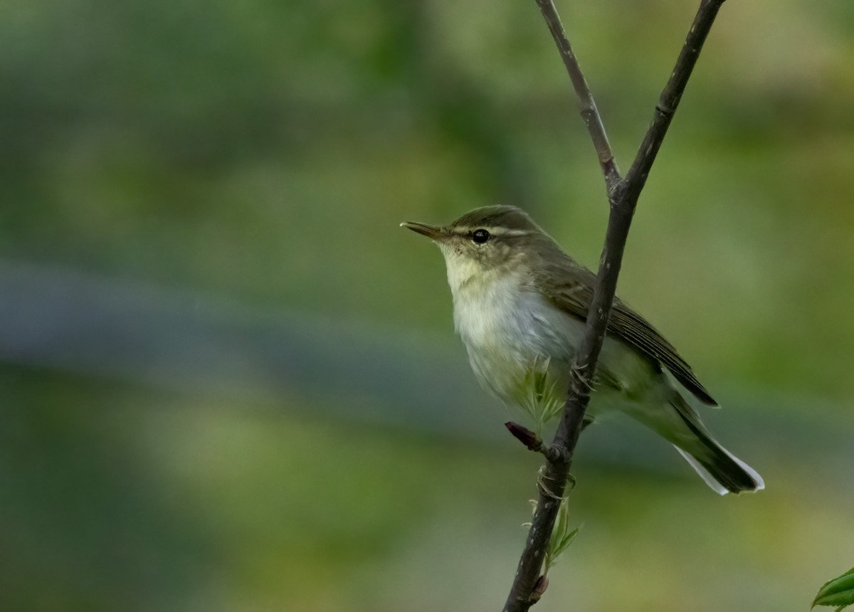 Japanese Leaf Warbler - Chris Jones