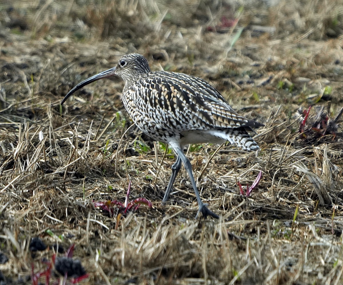 Eurasian Curlew - Phil Davis