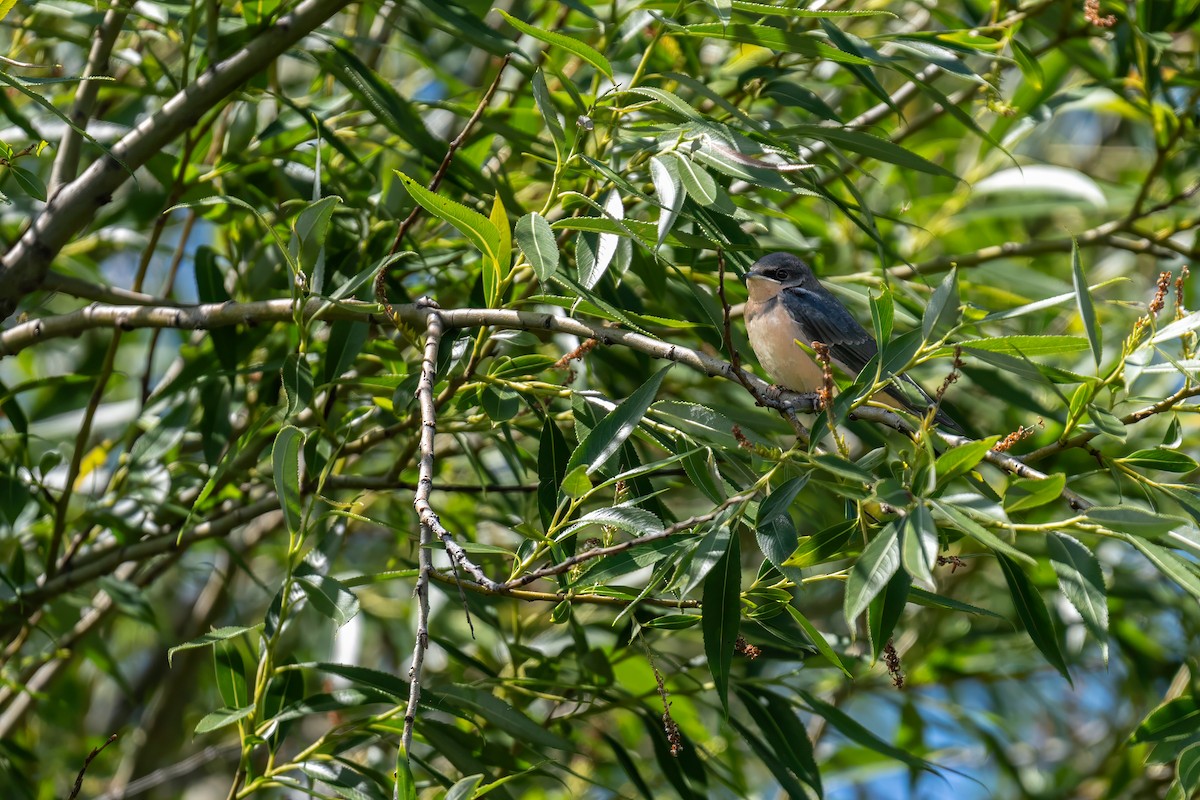 Golondrina Común - ML620787263