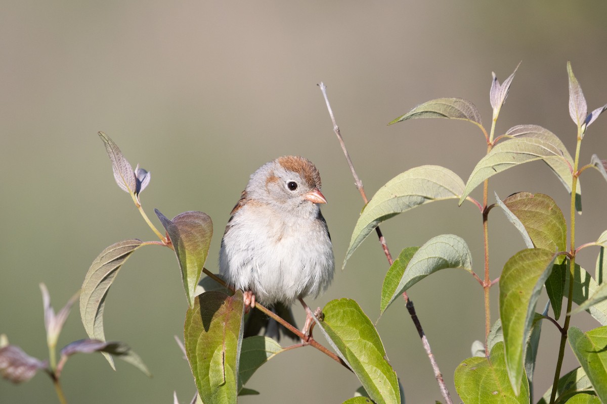 Field Sparrow - ML620787265