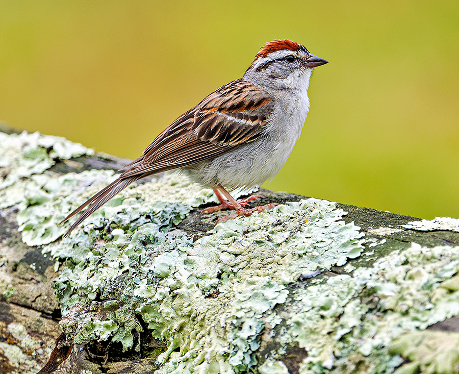 Chipping Sparrow - ML620787279