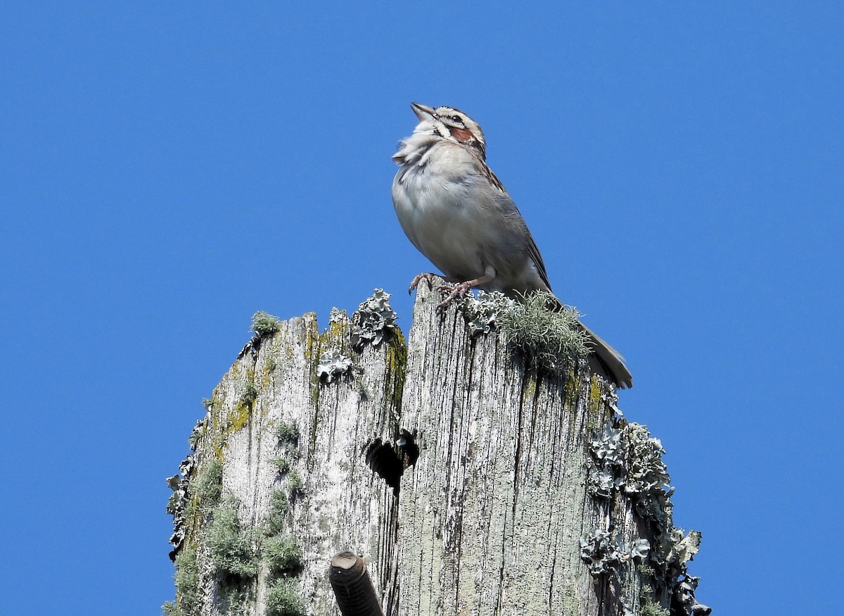 Lark Sparrow - Gary Hunter