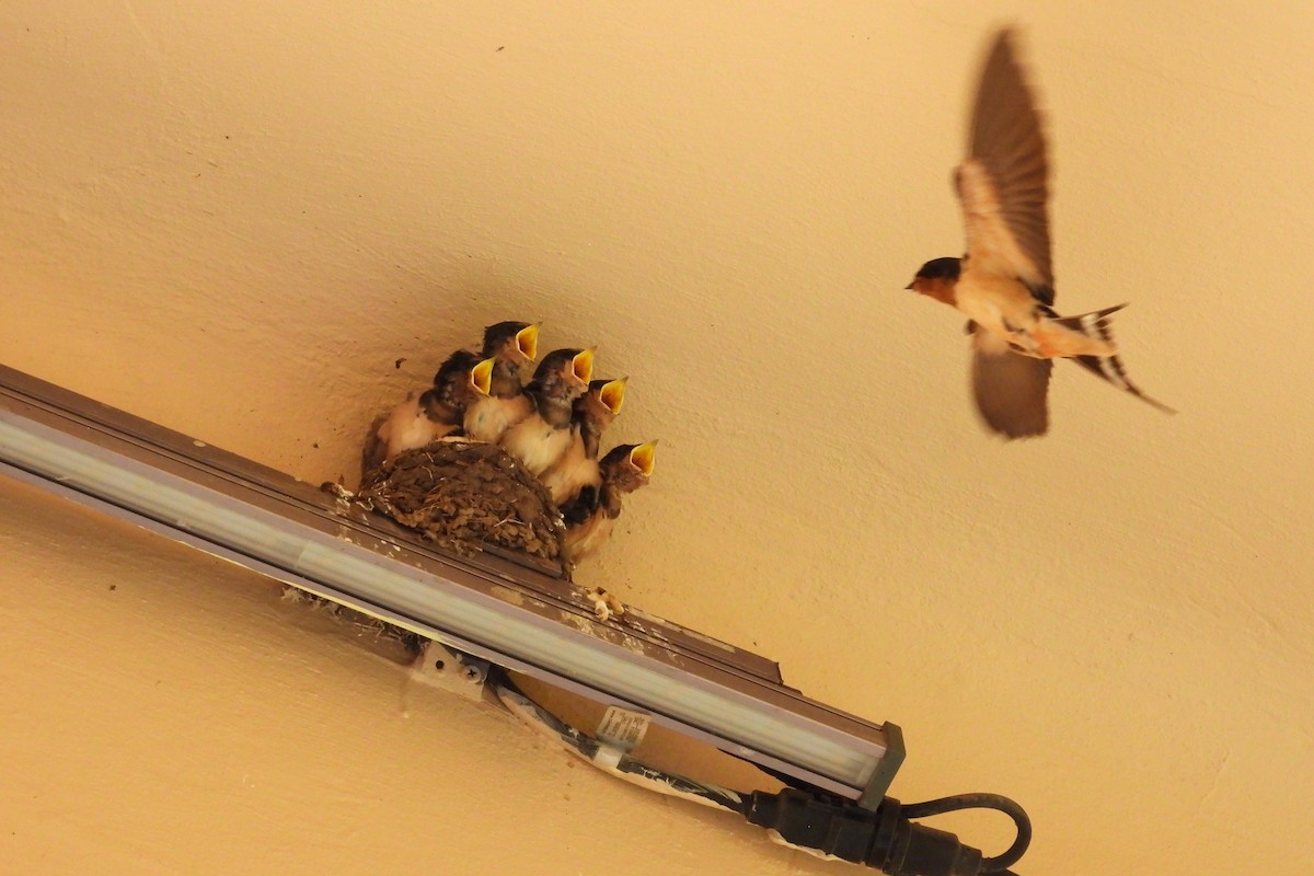 Barn Swallow - ML620787284