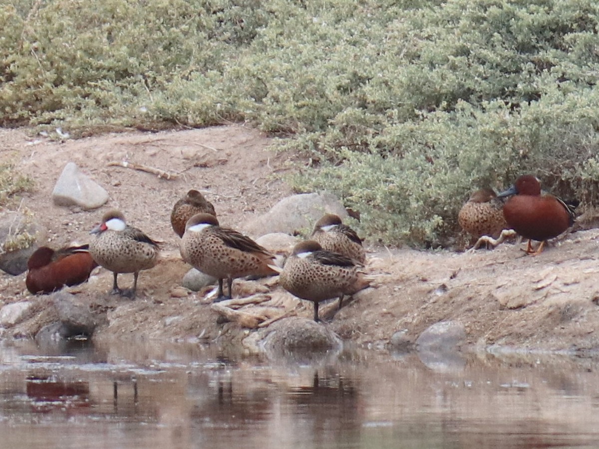 White-cheeked Pintail - ML620787285