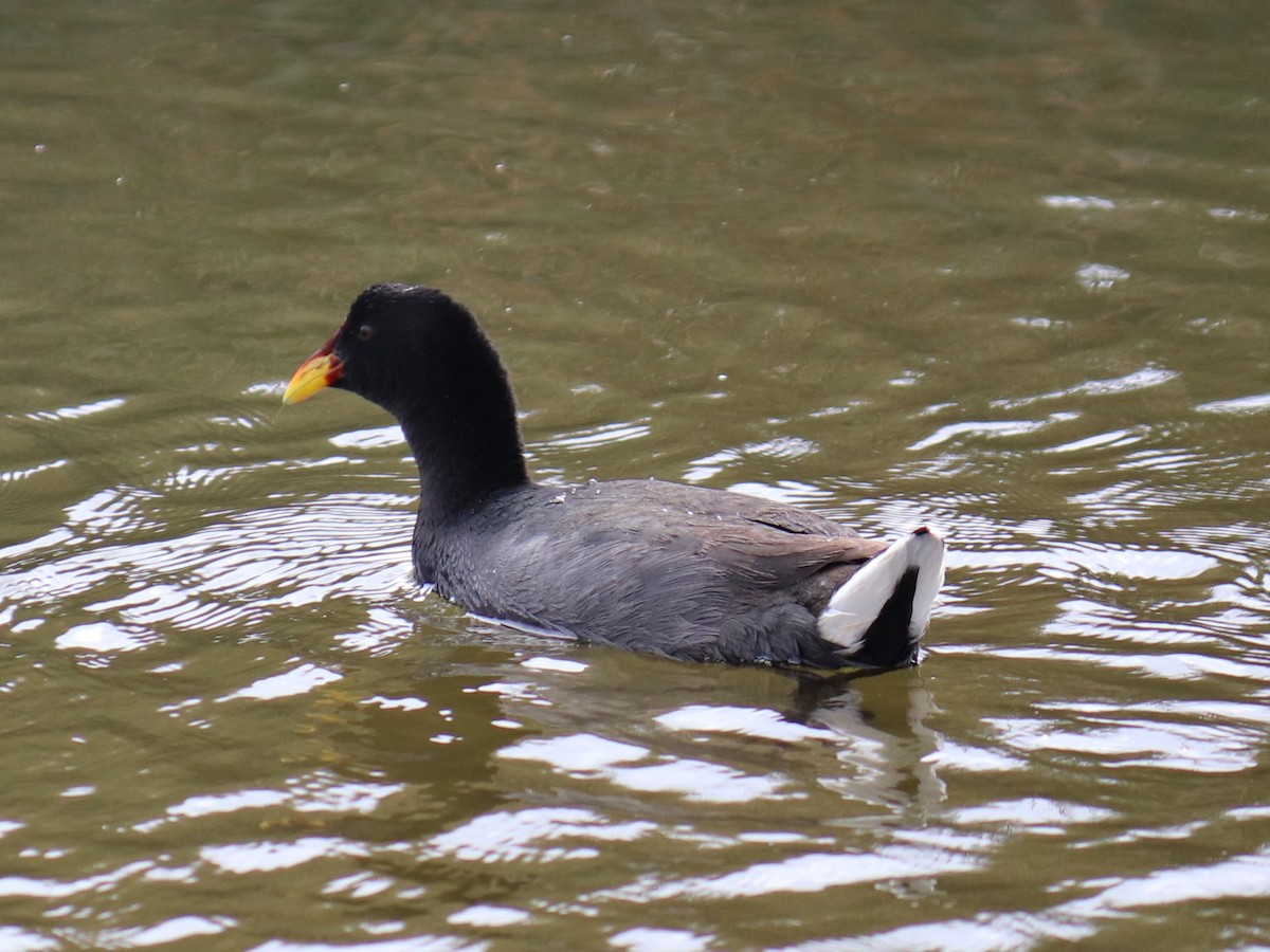 Foulque à front rouge - ML620787290