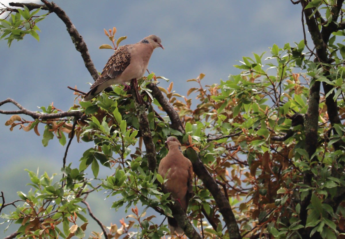 Oriental Turtle-Dove - ML620787294