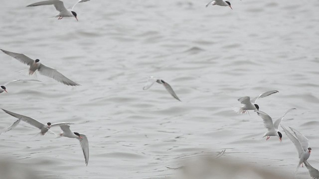 Common Tern - ML620787300