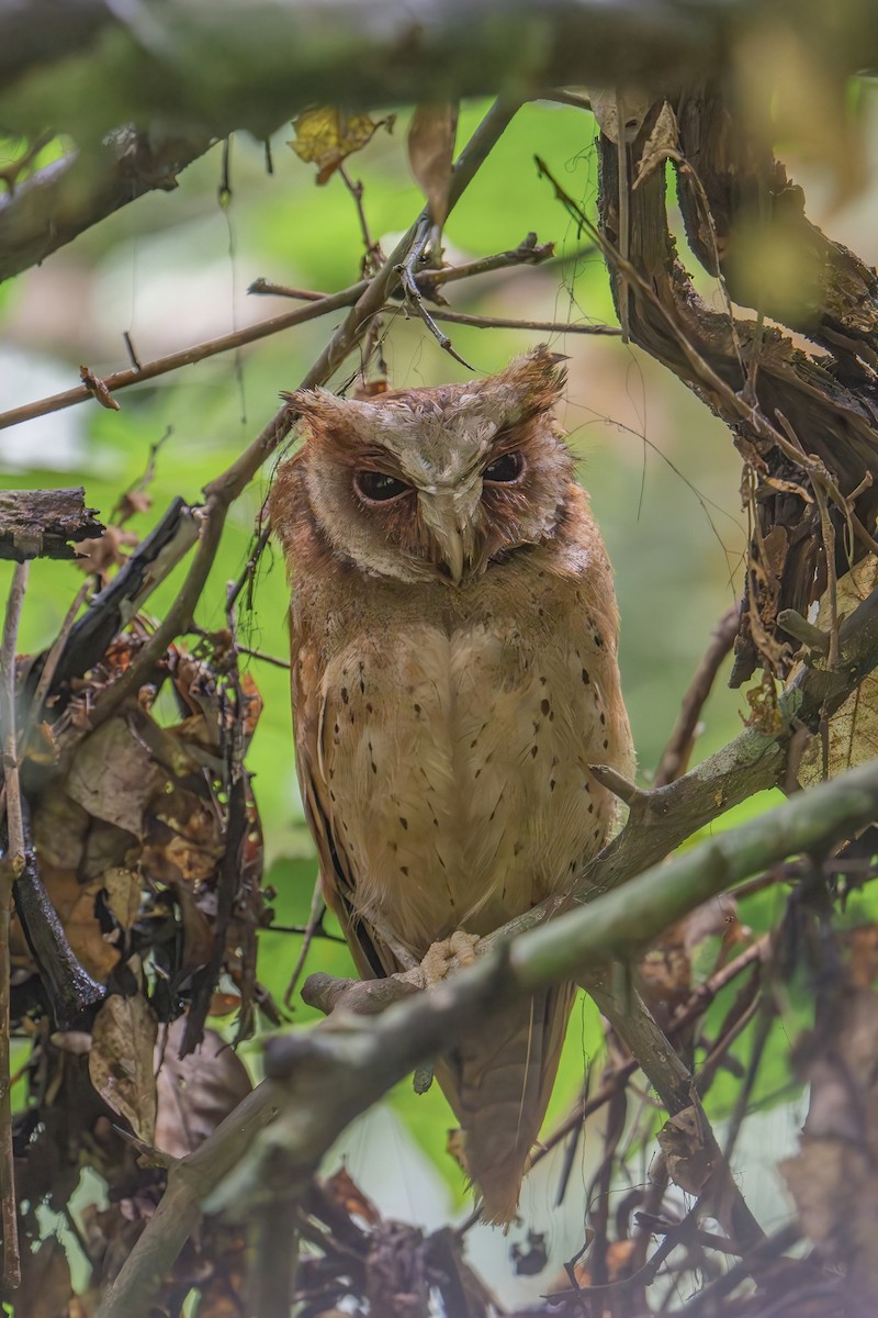 White-fronted Scops-Owl - ML620787301