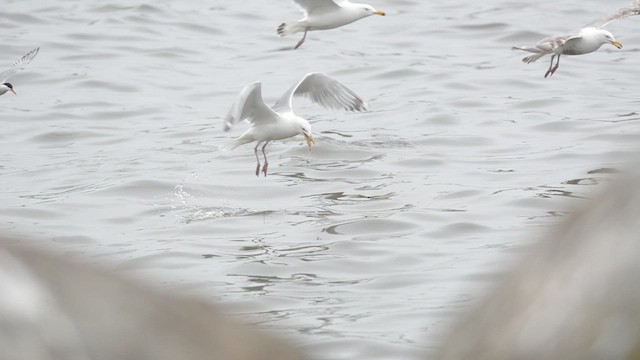 Common Tern - ML620787302