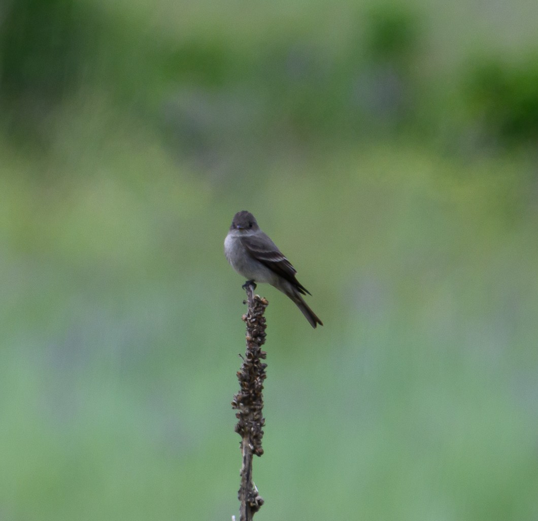 Western Wood-Pewee - ML620787304