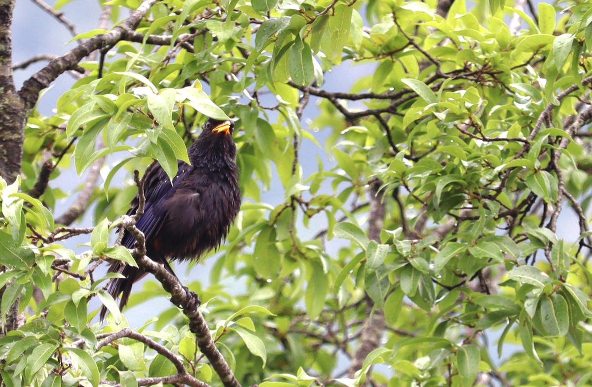 Indian Cuckoo - ML620787305
