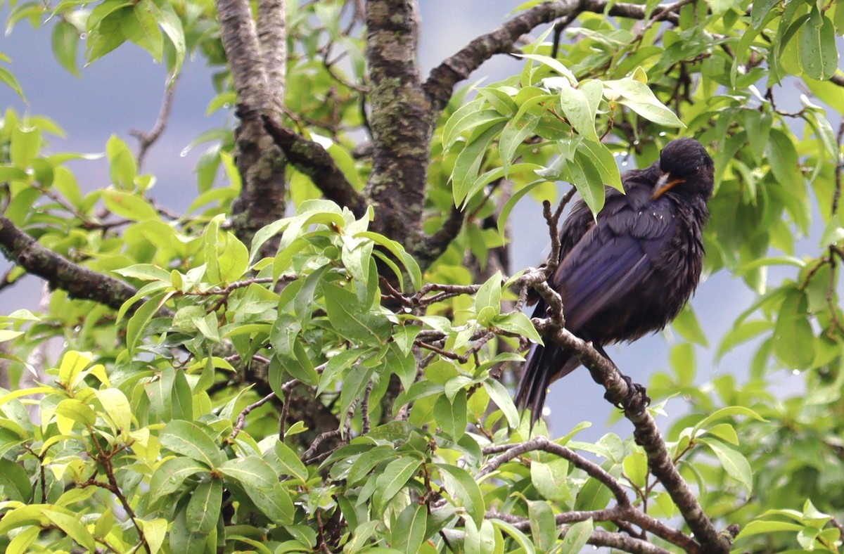 Indian Cuckoo - ML620787306