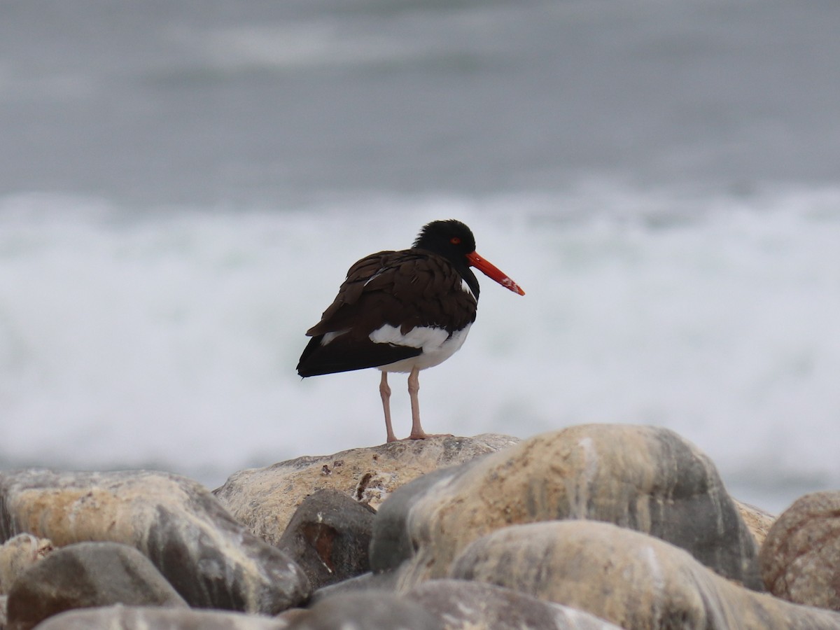 American Oystercatcher - ML620787307