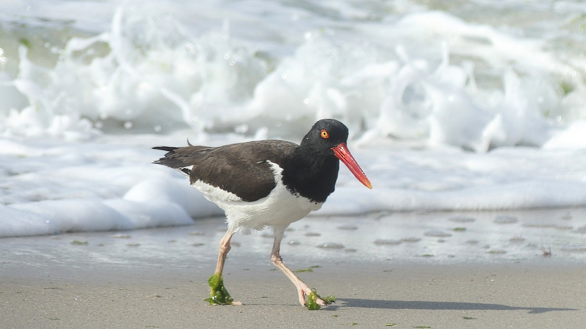 American Oystercatcher - ML620787308