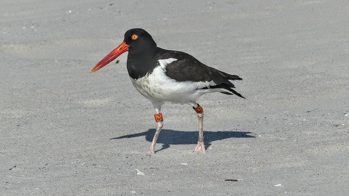 American Oystercatcher - ML620787310