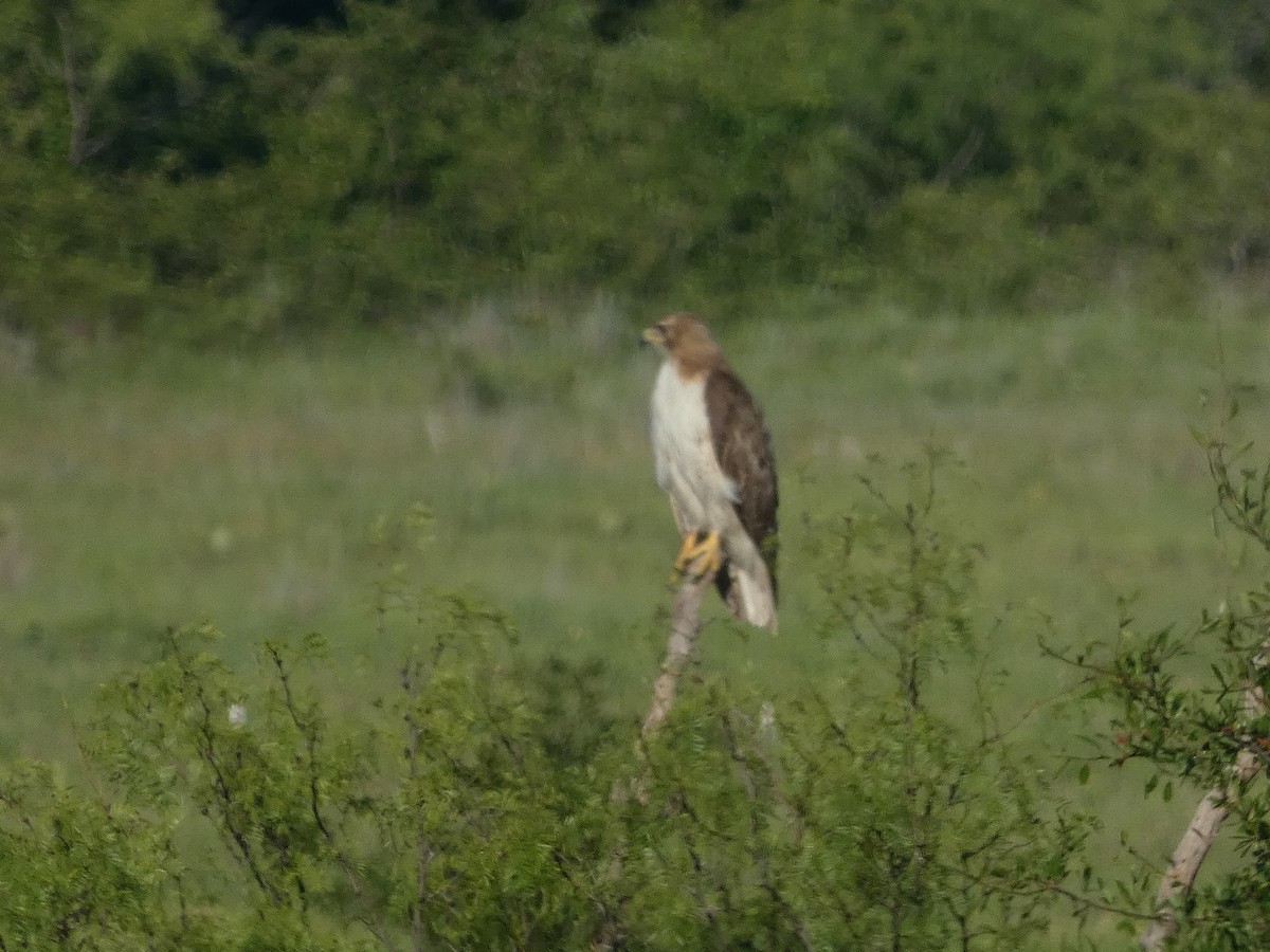 Rotschwanzbussard - ML620787312