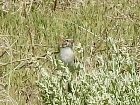 Clay-colored Sparrow - ML620787313