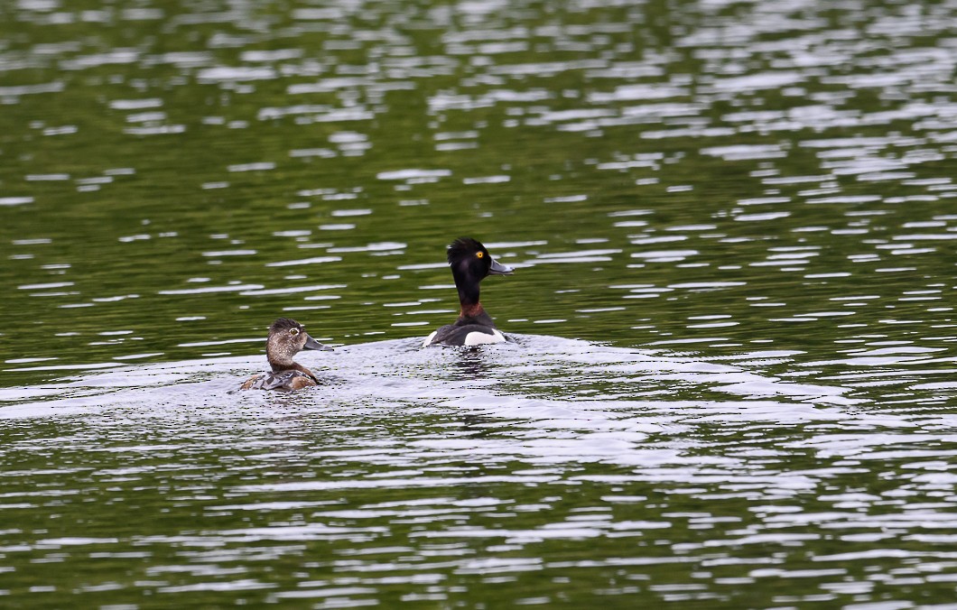 Ring-necked Duck - ML620787315