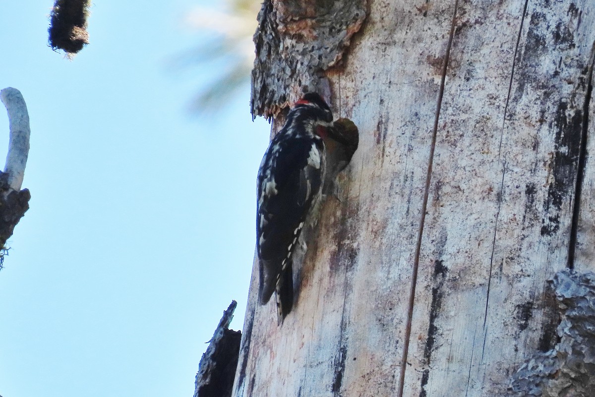 Red-naped Sapsucker - ML620787317