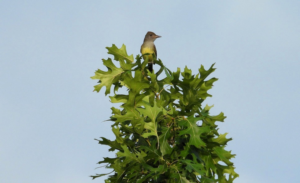 Great Crested Flycatcher - ML620787319