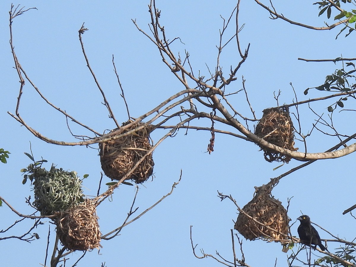 Vieillot's Black Weaver - ML620787323