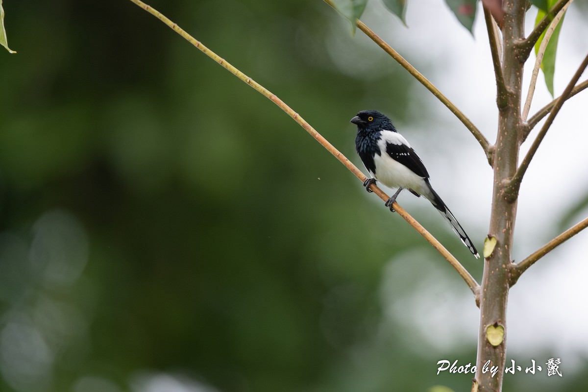 Magpie Tanager - Hanyang Ye