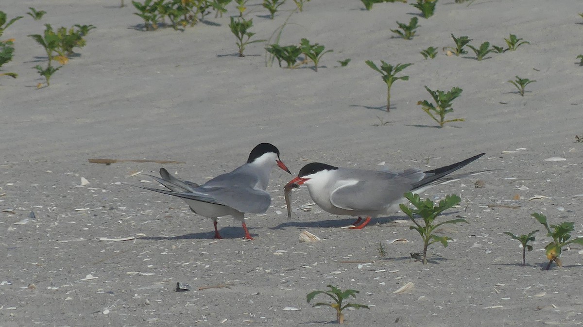 Common Tern - ML620787327