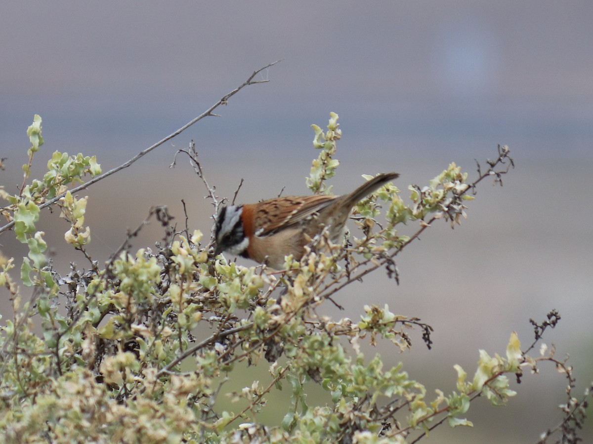 Rufous-collared Sparrow - ML620787328