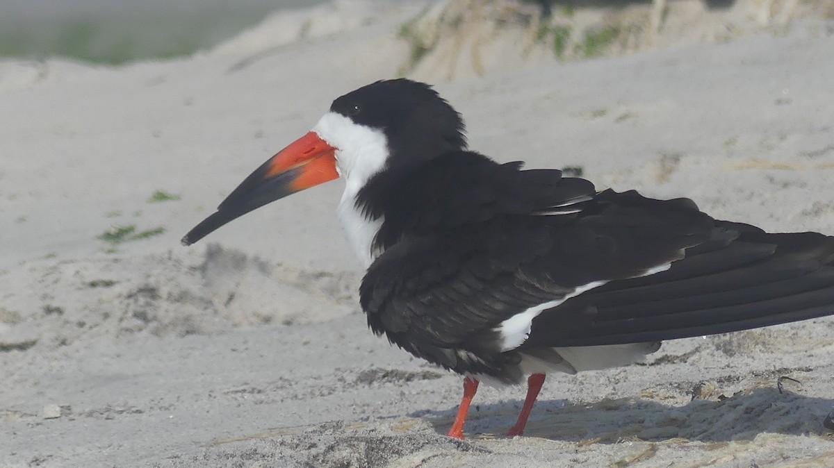 Black Skimmer - ML620787334