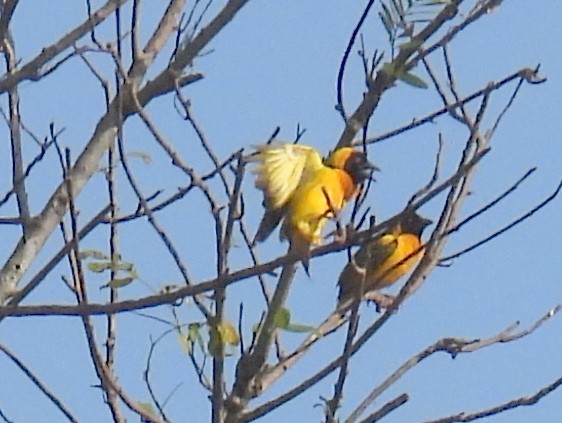 Village Weaver (Black-headed) - bob butler