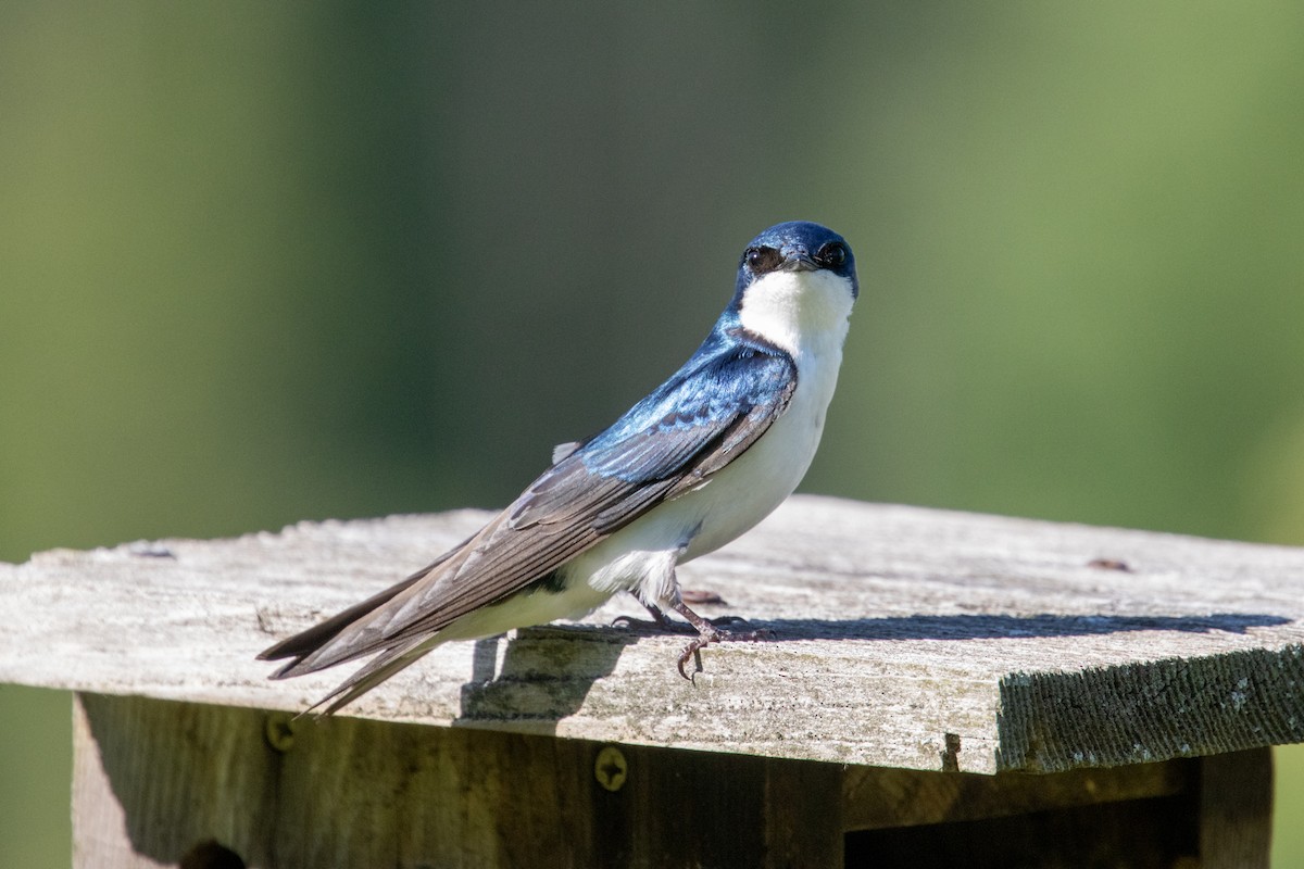 Tree Swallow - ML620787338