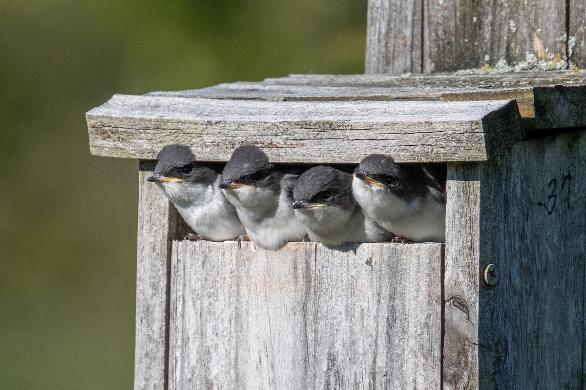 Tree Swallow - Jim McGinity