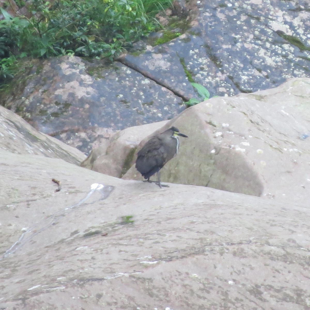 Fasciated Tiger-Heron - ML620787349