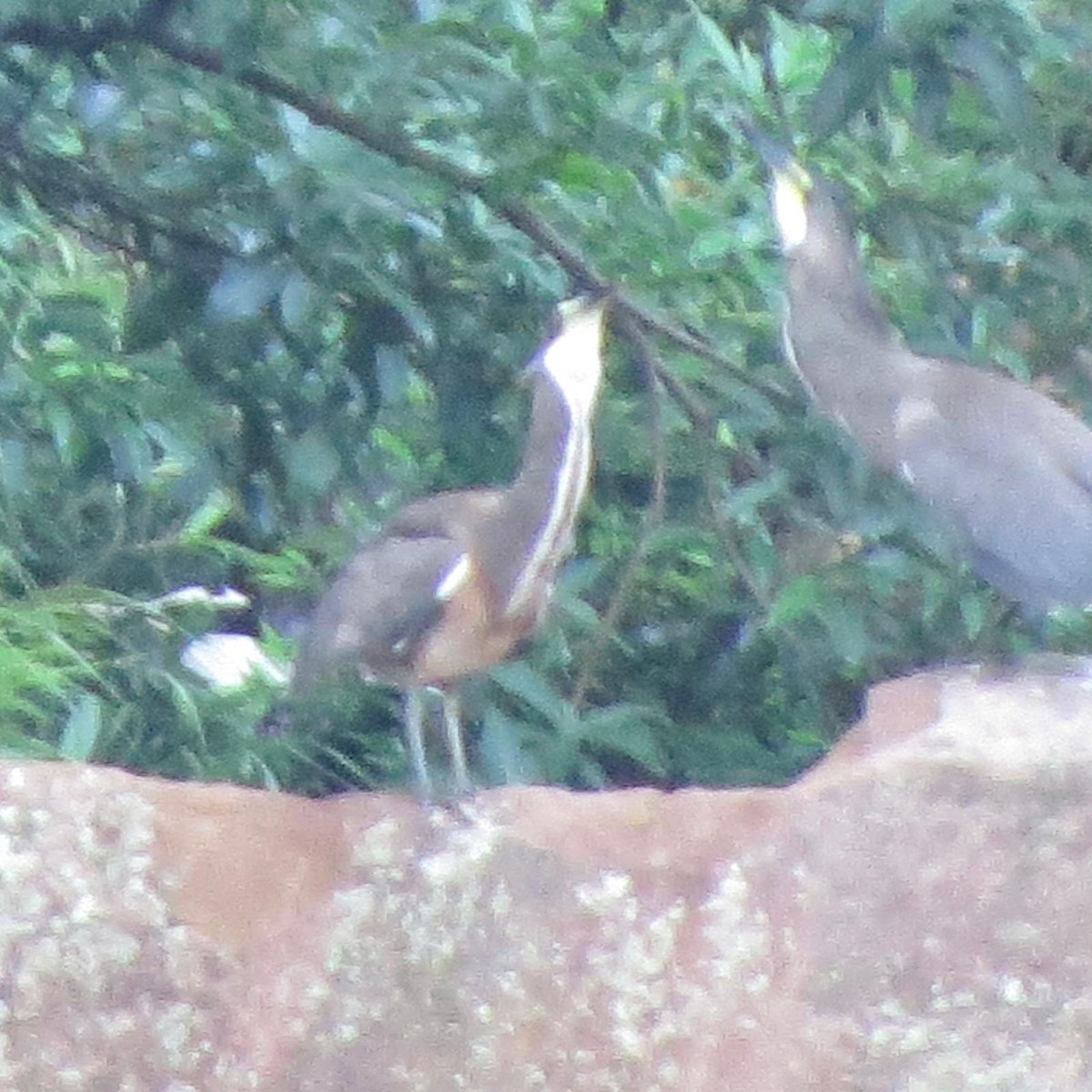 Fasciated Tiger-Heron - ML620787350