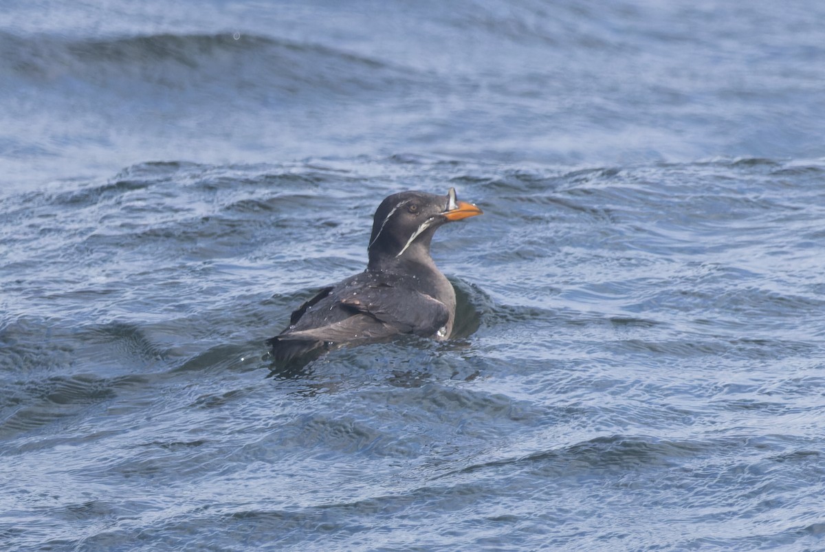 Rhinoceros Auklet - ML620787358