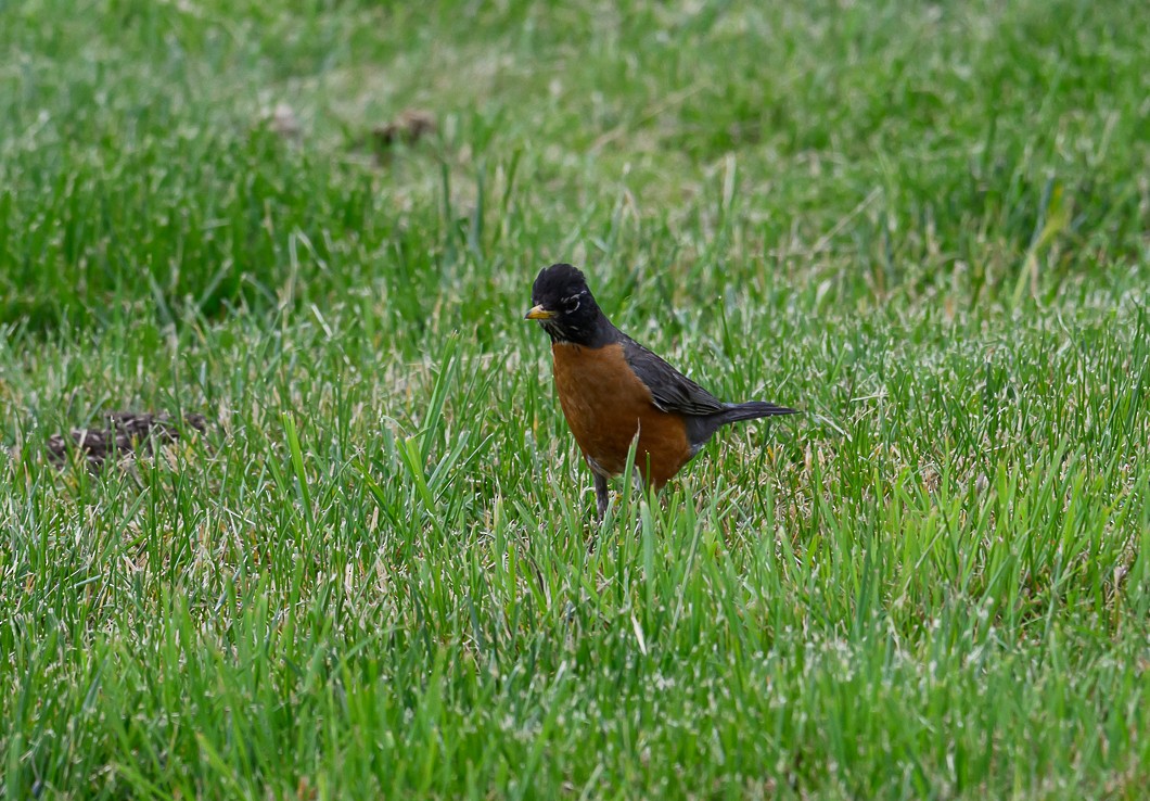 American Robin - ML620787363