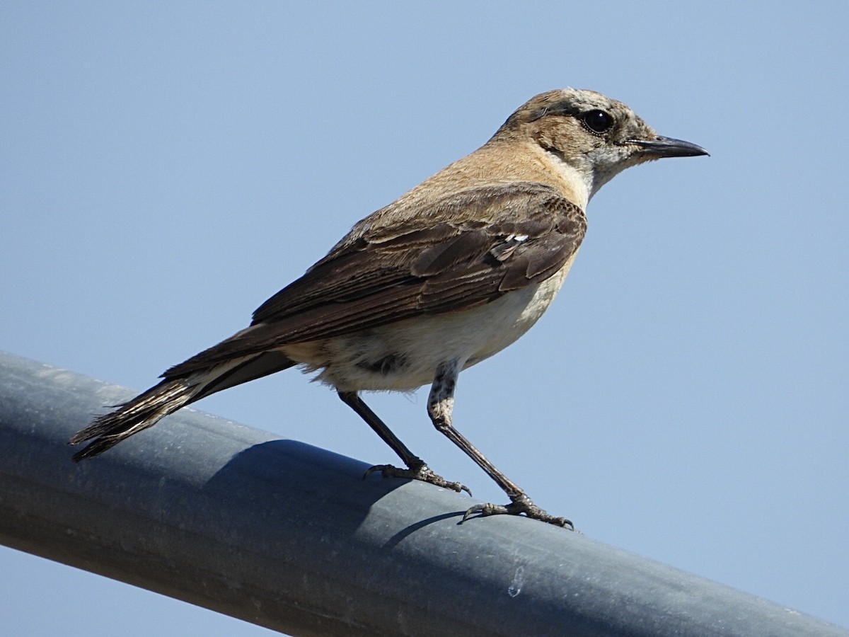 Western Black-eared Wheatear - ML620787366