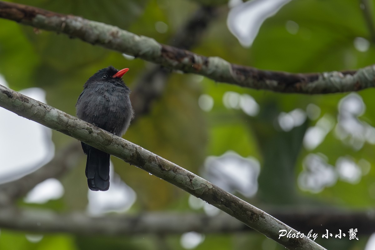 Black-fronted Nunbird - ML620787367