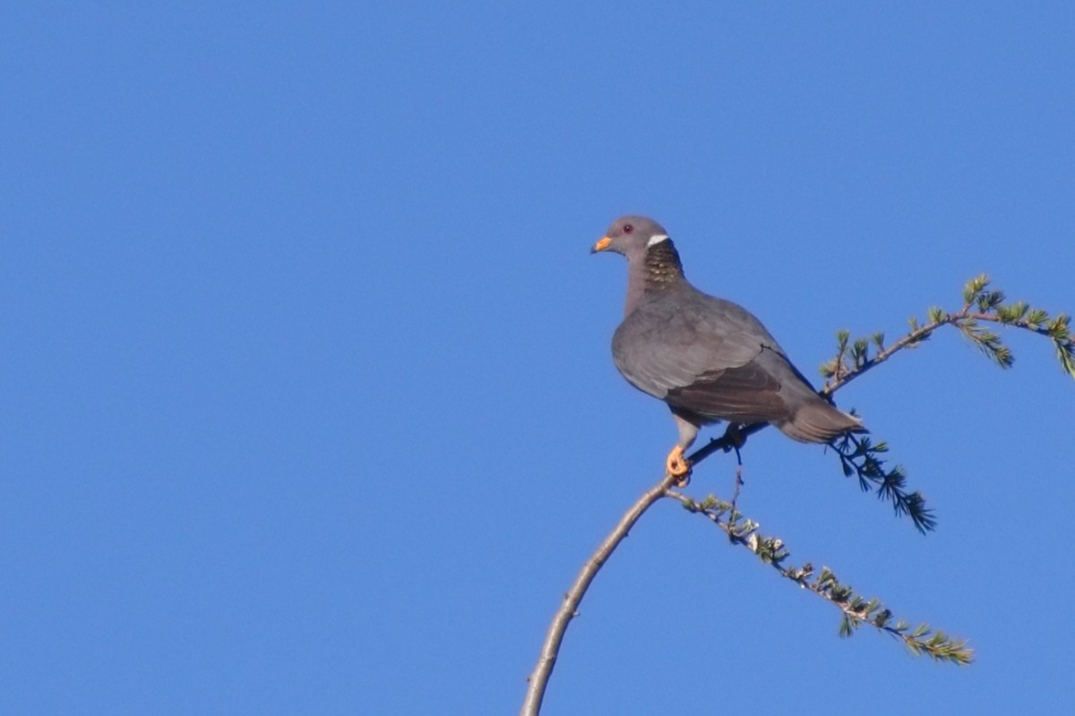 Band-tailed Pigeon - ML620787368