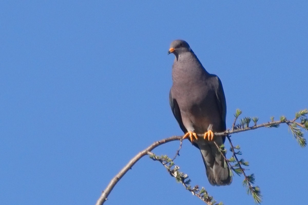 Band-tailed Pigeon - Shawn Miller