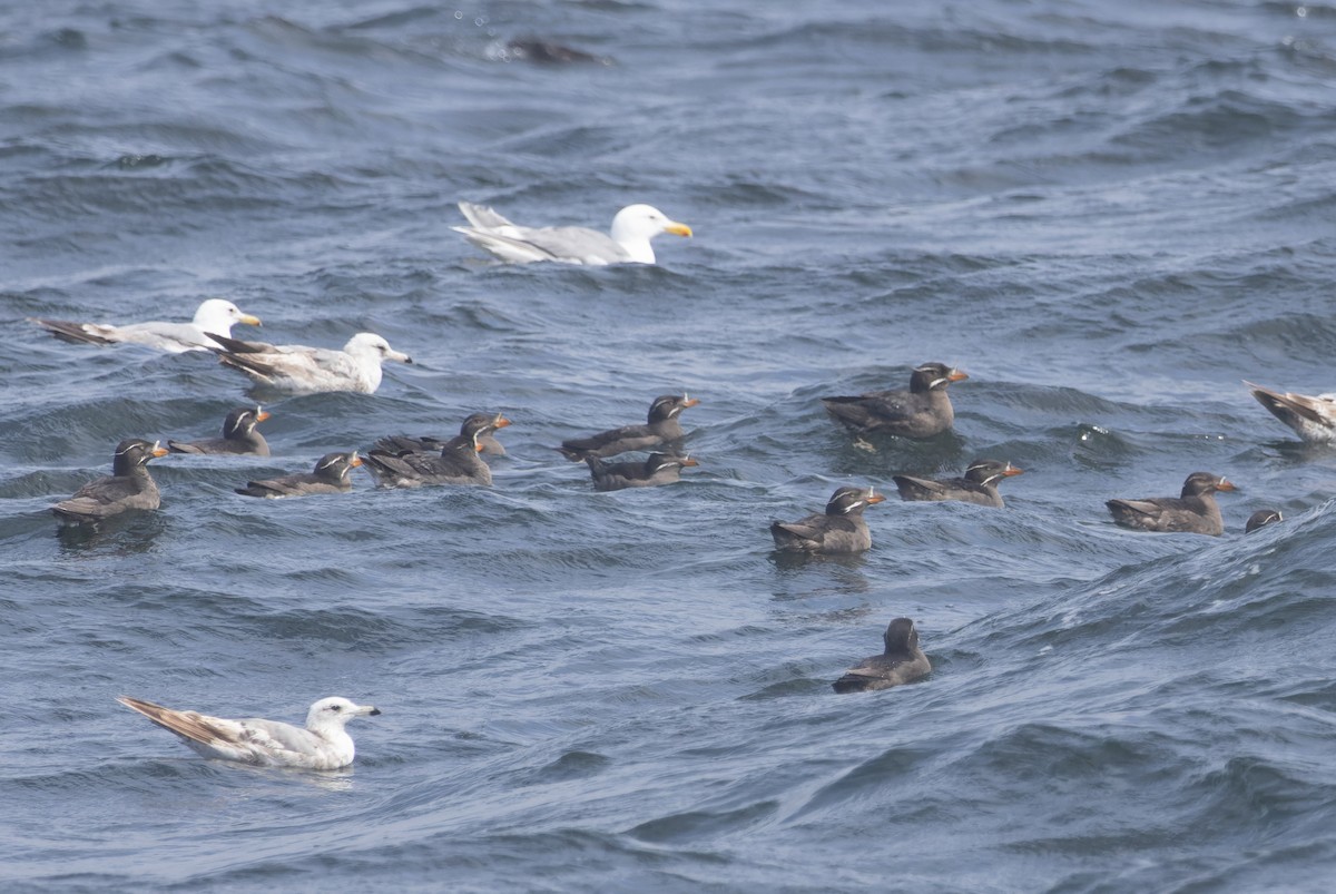 Rhinoceros Auklet - Gavin McKinnon