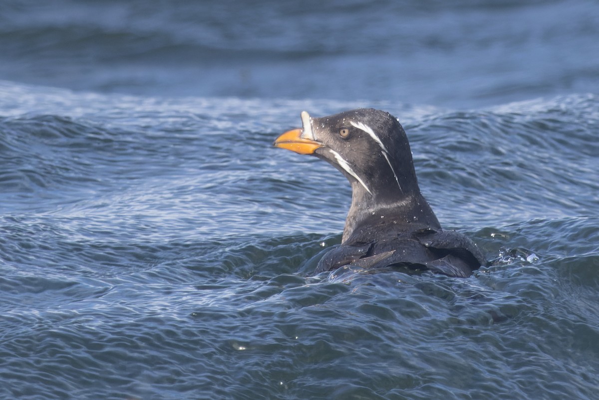 Rhinoceros Auklet - ML620787372