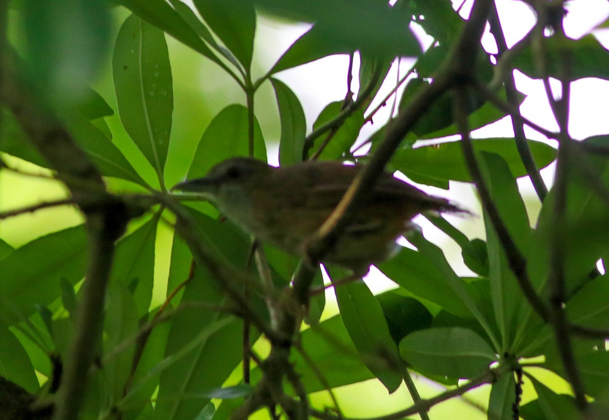 Abbott's Babbler - ML620787373