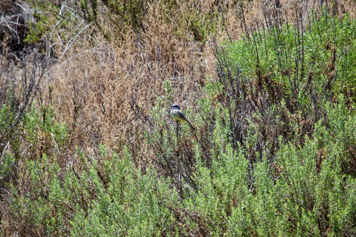 Cassin's Kingbird - ML620787375