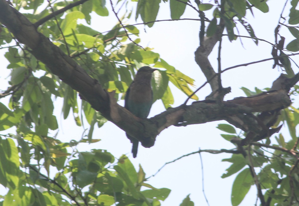 Indian Roller - ML620787379