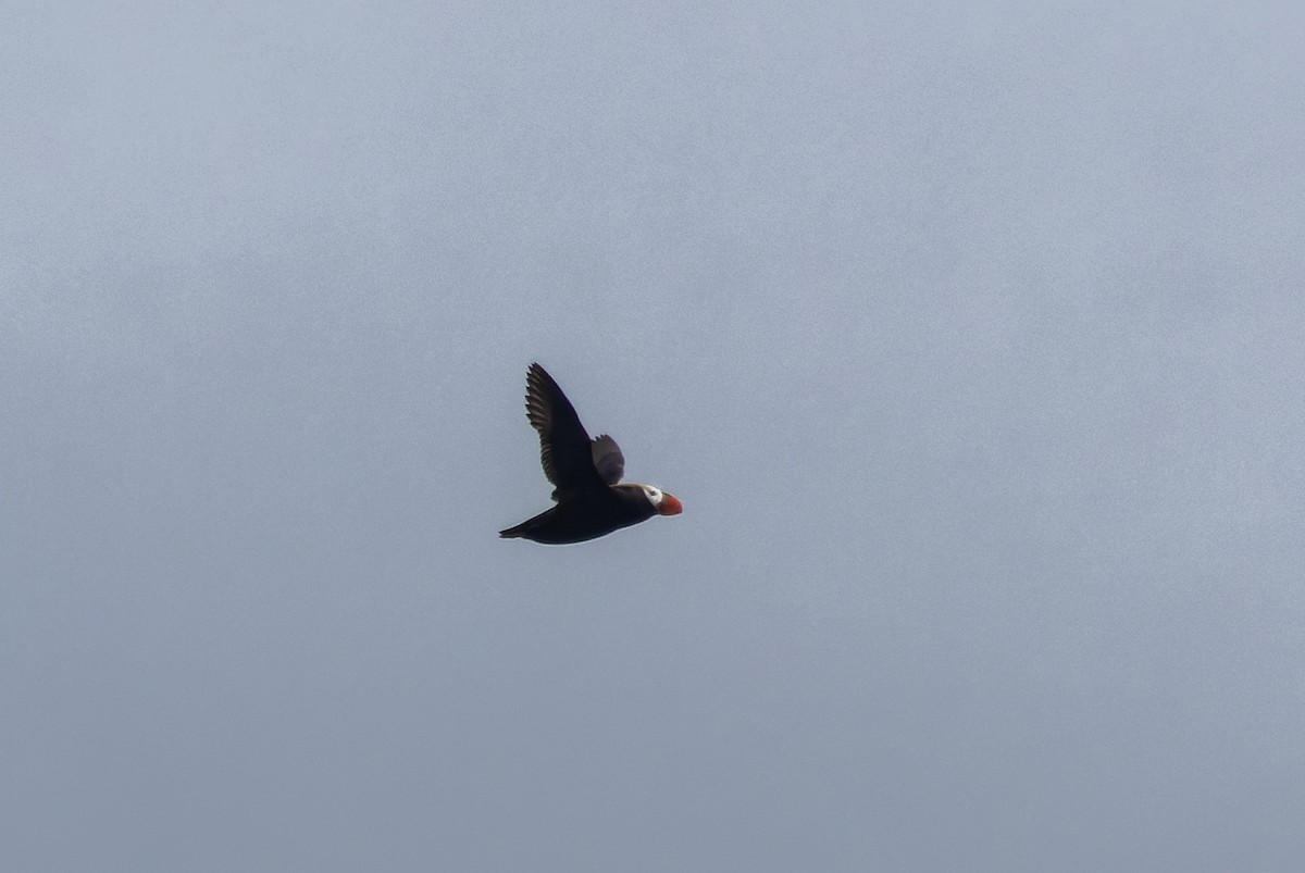 Tufted Puffin - ML620787381