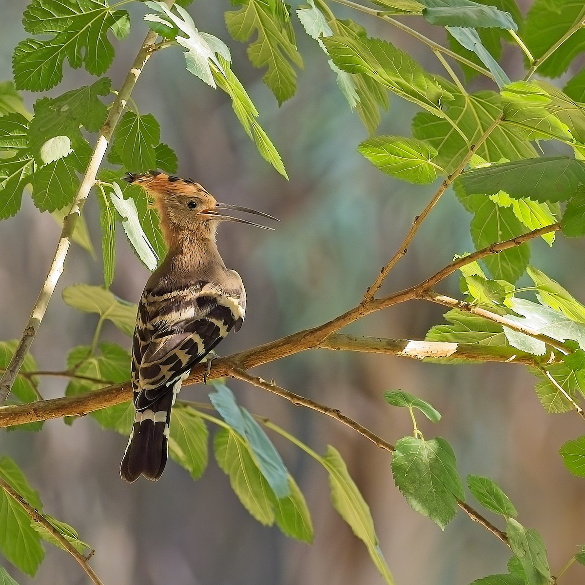 Eurasian Hoopoe - Nick Cairns