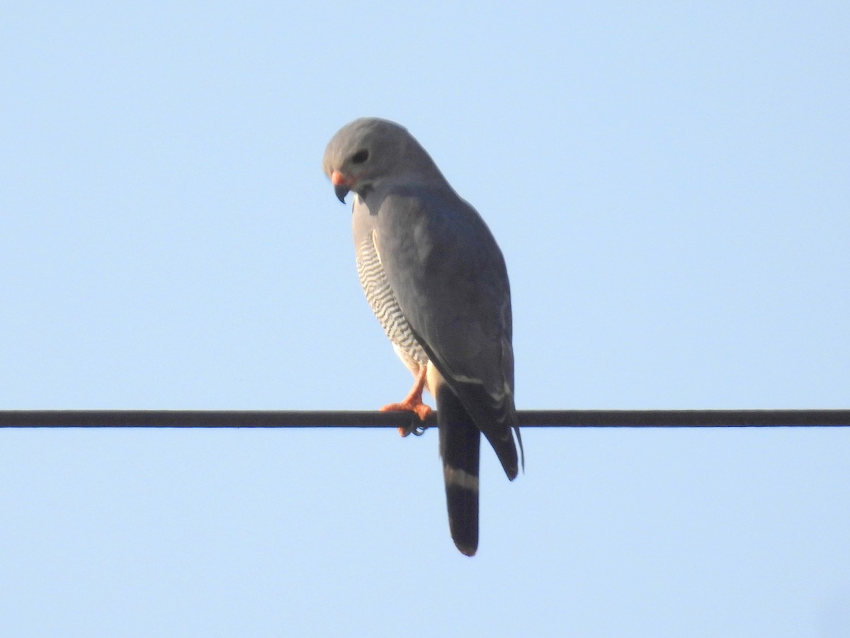 Lizard Buzzard - ML620787385